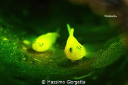 yellow goby with eggs in the bottle by Massimo Giorgetta 